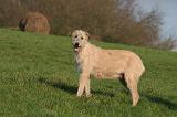 IRISH WOLFHOUND 353